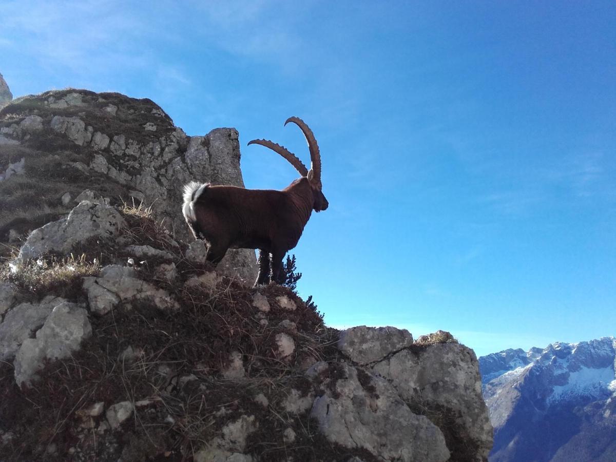 Apartma Kramar Podkoren Kranjska Gora Buitenkant foto